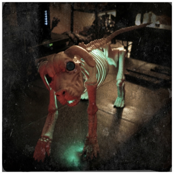 optivion-bones-halloween-dog